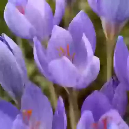 Speciosus Semedo